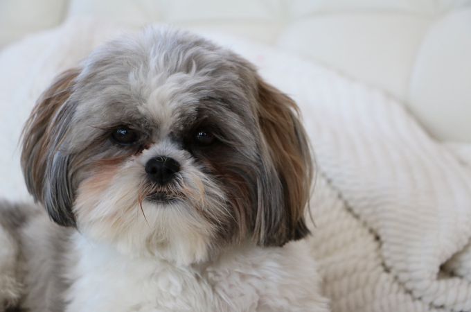 Teacup-Shih-Tzu-Dog-Color-White.jpg