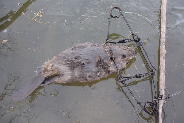 trapped-beaver.jpg