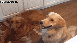 XlEBLgw.gif