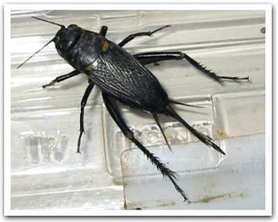 cricket-f3.jpg