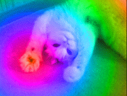 cat.gif