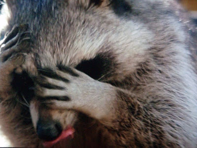 raccoon.jpg