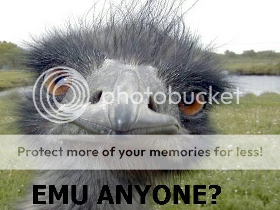 emu.jpg