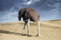 ostrich-head-in-sand1.jpg