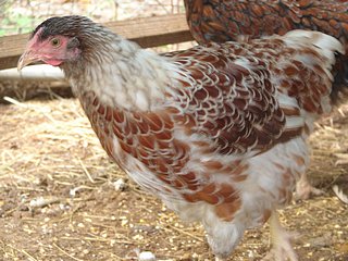 egg-laying-Blue-Laced-Red-Wyandotte.jpg