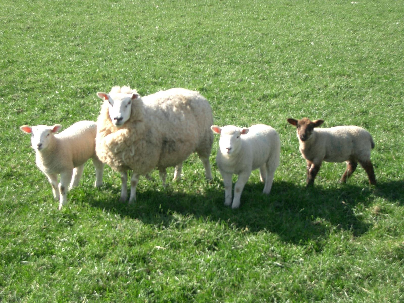 Sheep+8.jpg