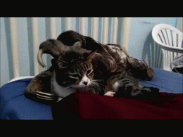 giphy-4.gif