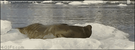 j1Ht8J8.gif