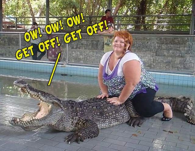 4a8f6de6594b54eaae9c5e4cffe8bffa--alligators-fat.jpg