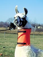 llamaorange.jpg