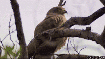 giphy.gif