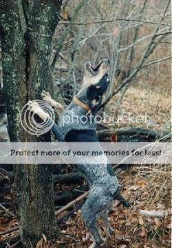 Bluetick.jpg