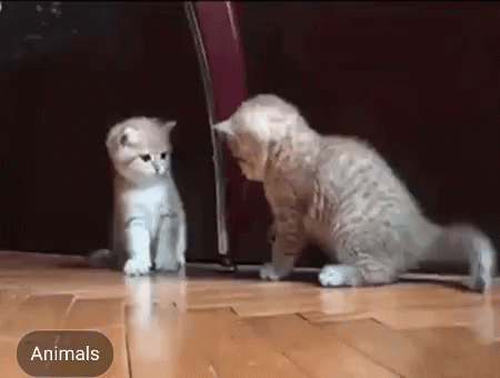 c1c942e732a37725f1adec546fd0c4fd.gif
