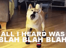 tenor.gif