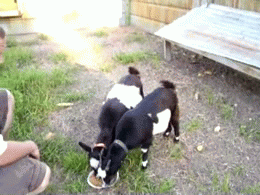 06-GIFs-Adorable-Fainting-Goats.gif