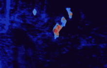 predator.gif
