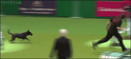 poop-show-dog.gif