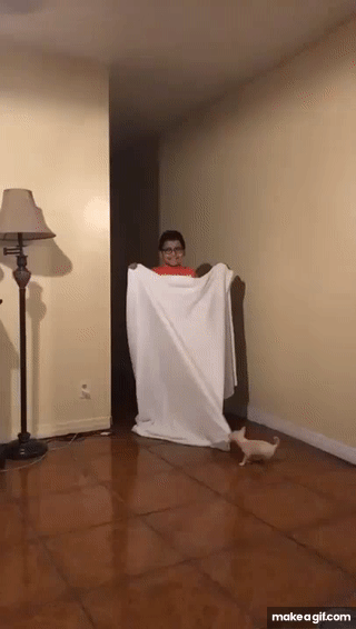 little puppy magic trick fail on Make a GIF