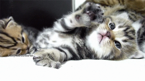 tumblr_mqnf9zrAvD1rmd2bno1_500.gif