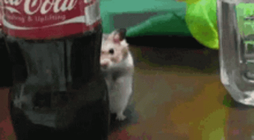 Lurking Creeping GIF - Lurking Creeping Hamster - Discover & Share GIFs