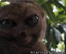 n9BOJ.gif