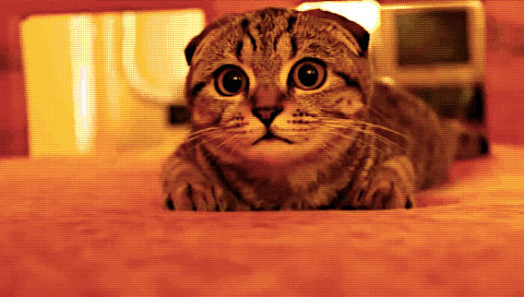 QnkFrG3.gif