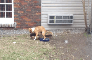 4a9o2lg.gif