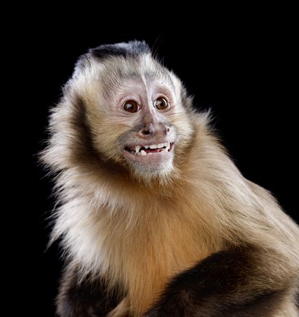 capuchin-monkey.jpg