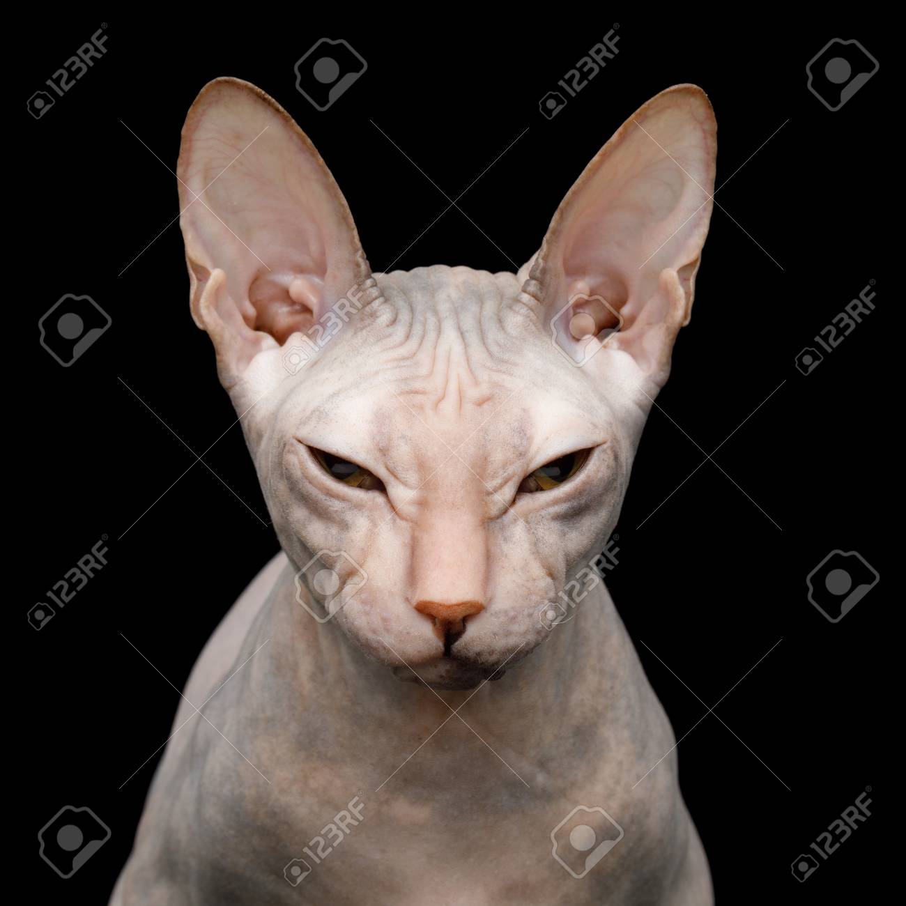99049373-closeup-portrait-of-squints-sphynx-cat-isolated-on-black-background.jpg