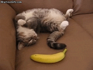 pvA2QBg.gif