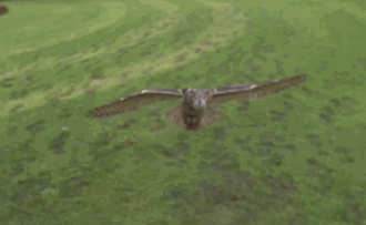 jG3cqtC.gif