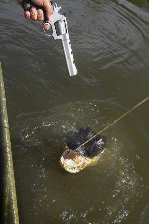 Alligator_630l.jpg