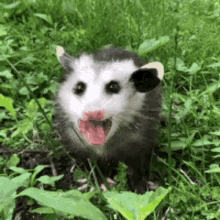 possum.gif
