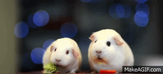 gEsTSP.gif