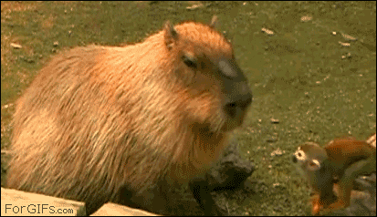 wIoeH4w.gif