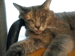 giphy.gif