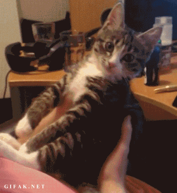 13b24d4050e3077a6fad25603fea577a.gif