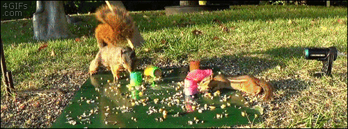 tumblr_owbqy56Rxk1tlb56zo1_500.gif