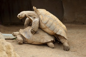 the-hump.jpeg