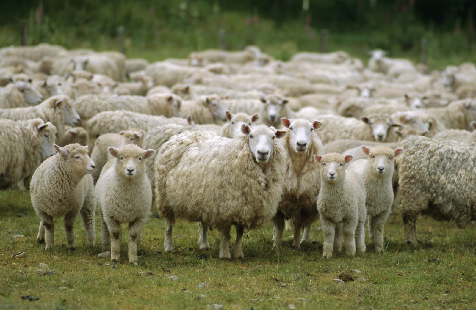 Sheep5.jpg