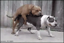 giphy.gif