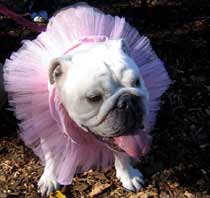 bulldog-in-tutu-2.jpg
