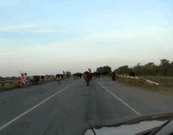 cow_1436255044.gif