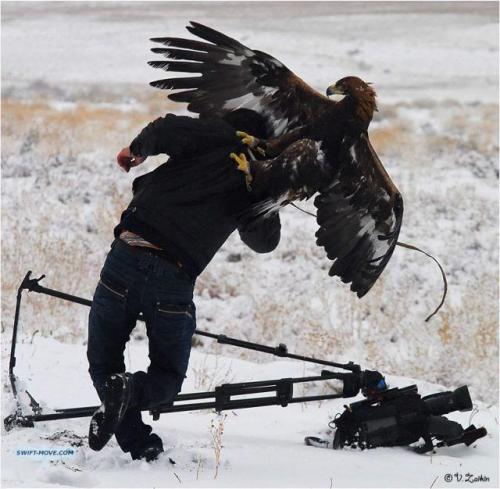 eagle-attack.jpg