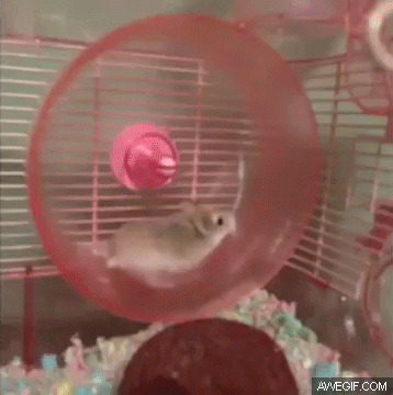 L7plIpB.gif