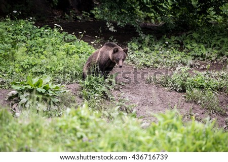 bear-pooping-grass-brown-defecating-450w-436716739.jpg