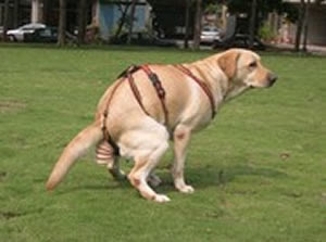 poopbag.jpg