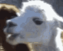 look-stare.gif