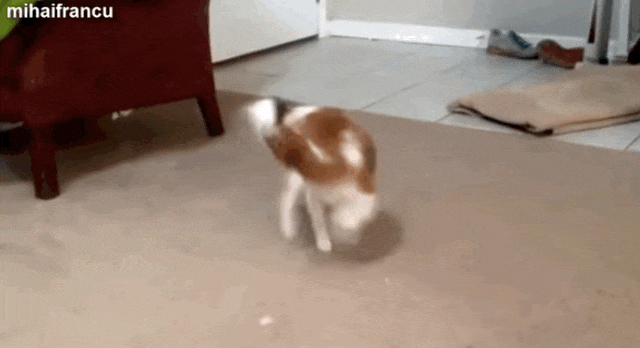 980x.gif