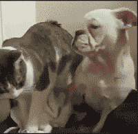 GOnisqI.gif